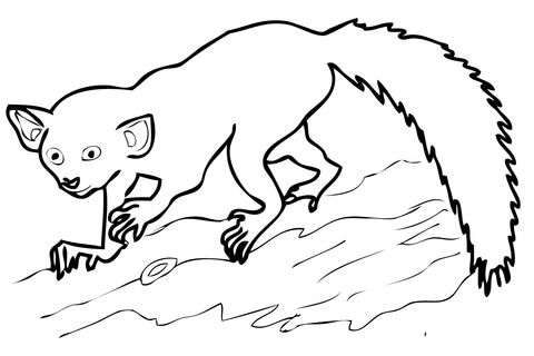 Aye Aye Madagascar Lemur Coloring Page